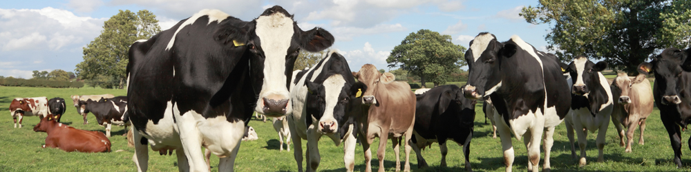 Livestock Mortality - Livestock - Livestock Mortality Insurance