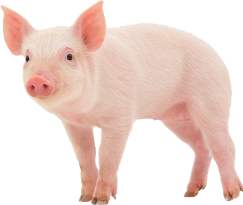 Livestock Mortality - Livestock - Livestock Mortality Insurance