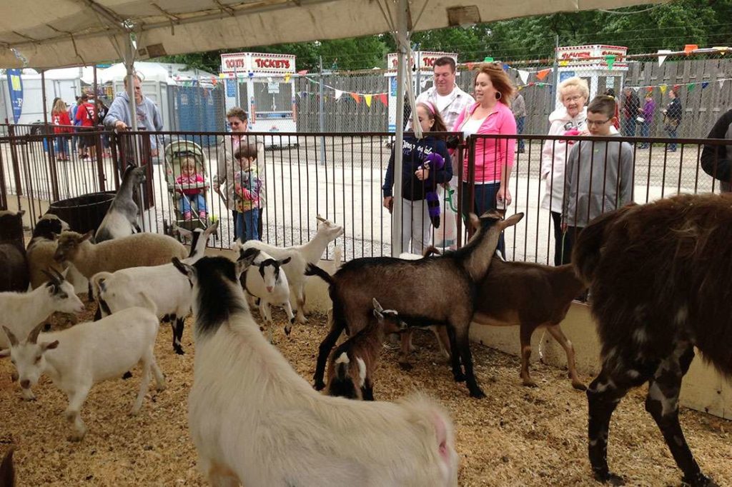 Pony Ride - Pony Ride Insurance - Petting Zoo - Petting Zoo Insurance - Pony