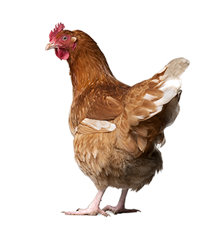 Livestock Mortality - Livestock - Livestock Mortality Insurance