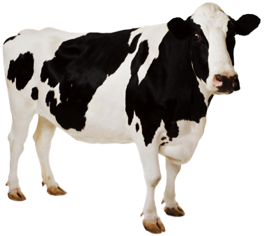 Livestock Mortality - Livestock - Livestock Mortality Insurance