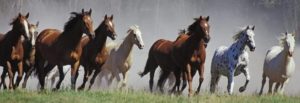 A herd of horses running free in a field.