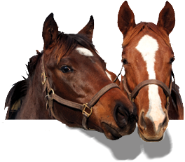 Two horses with their head hung over a stable door.