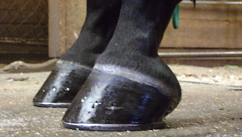 Correct Shoeing - Veterinarians - Shoeing 