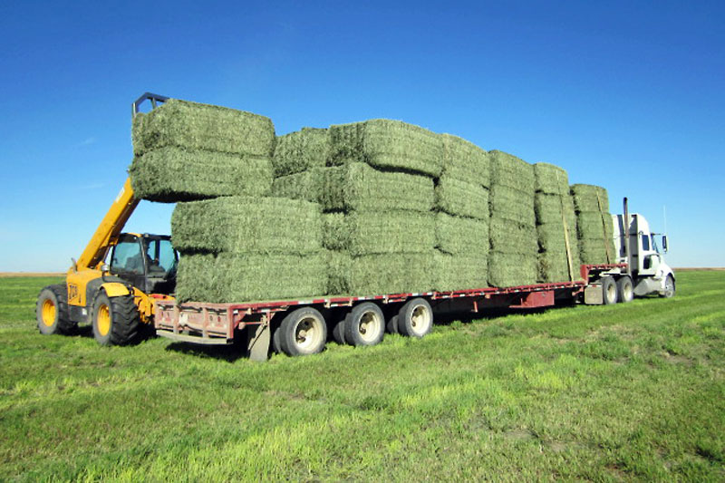 A large semi loaded with green hay. 