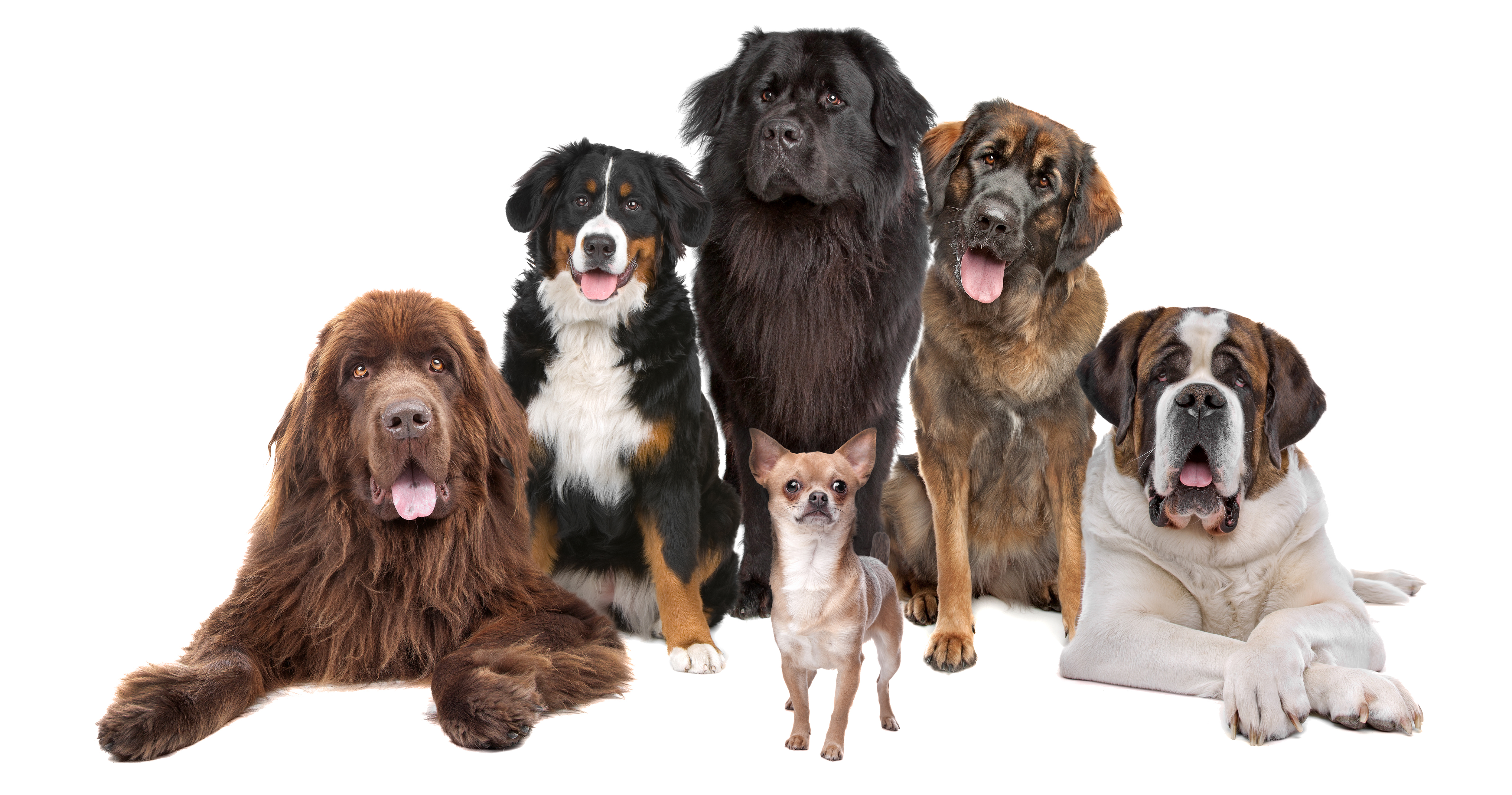Dog Kennel Insurance - Allen Financial Insurance Group_Dogs