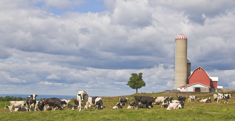Farm Ranch & Estate Insurance American Reliable_Cattle