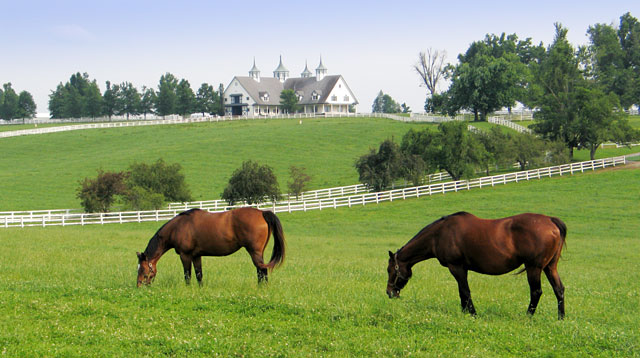 Two brown horses grazing in a grassy field surrounded by white fences.