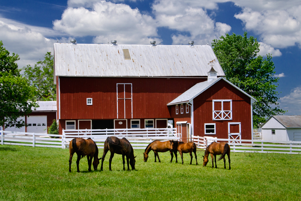 Recreational Equestrian Insurance - Allen Financial Insurance Group_Pasture
