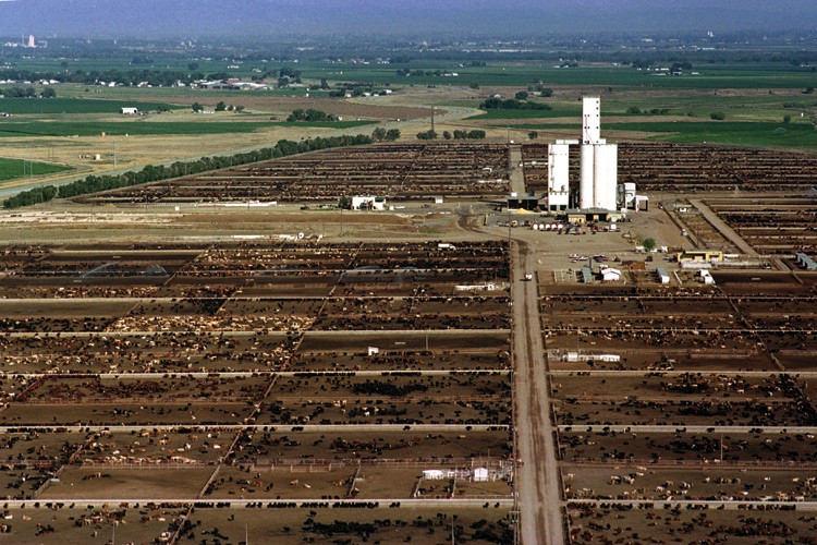 An aerial view of a large cattle farm.