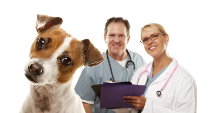 Veterinary - Veterinarian - Veterinarian Insurance - Veterinary Insurance