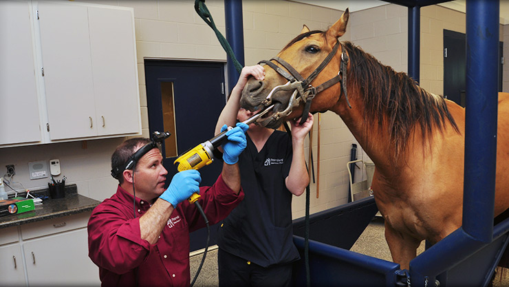 Dental Care - Equine Dental Care - Dental - Horse 