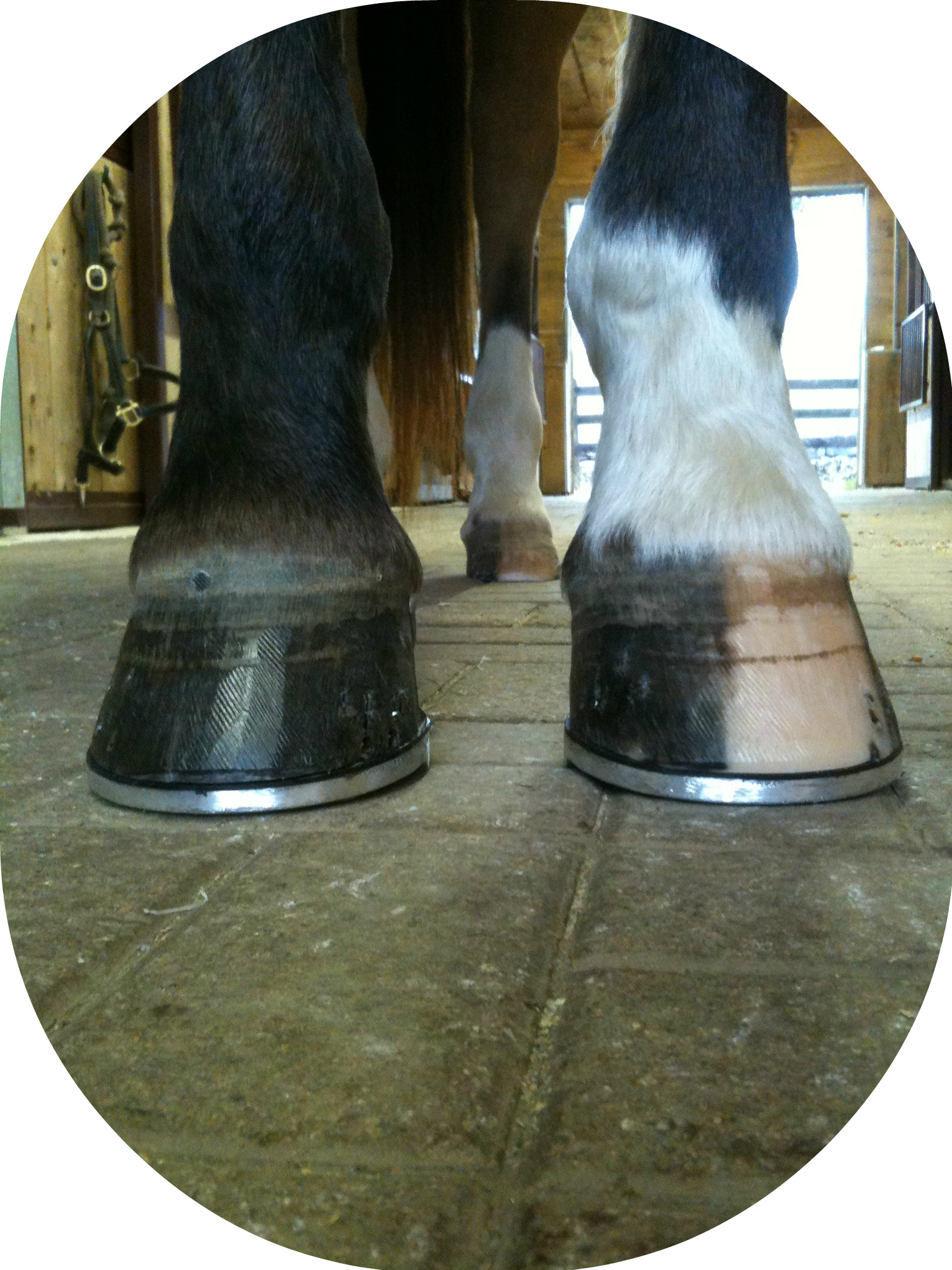 Correct Shoeing - Veterinarians - Shoeing 