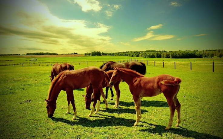 A Group of Horses grazing in a field.