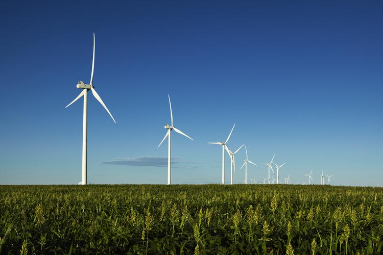 Wind turbines in a corn field.