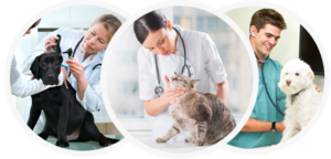 Veterinary Insurance - Veterinarian Insurance - Allen Financial Insurance