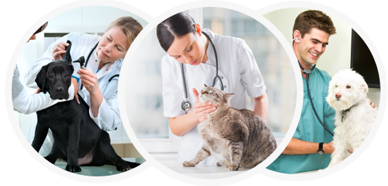 Veterinarian Insurance