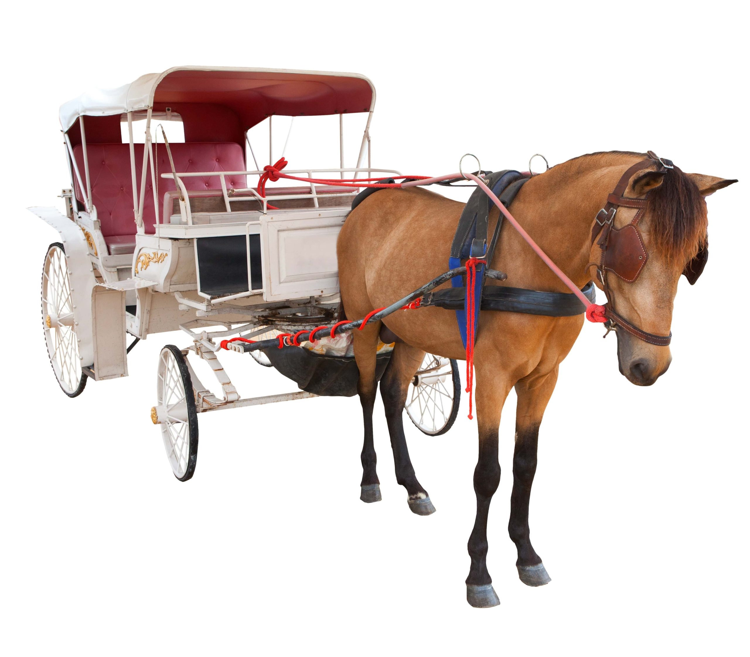 Carriage Ride Insurance – Carriage Liability Insurance - Horse Drawn Vehicles