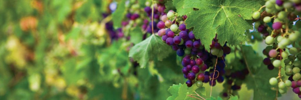 Winery Insurance - Vineyard - Winery & Vineyard Insurance