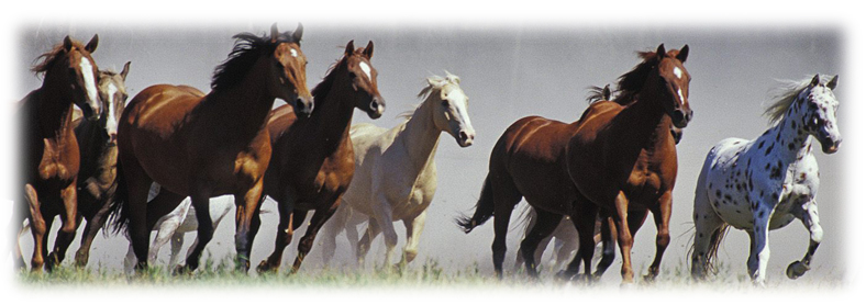 Horses Running wide