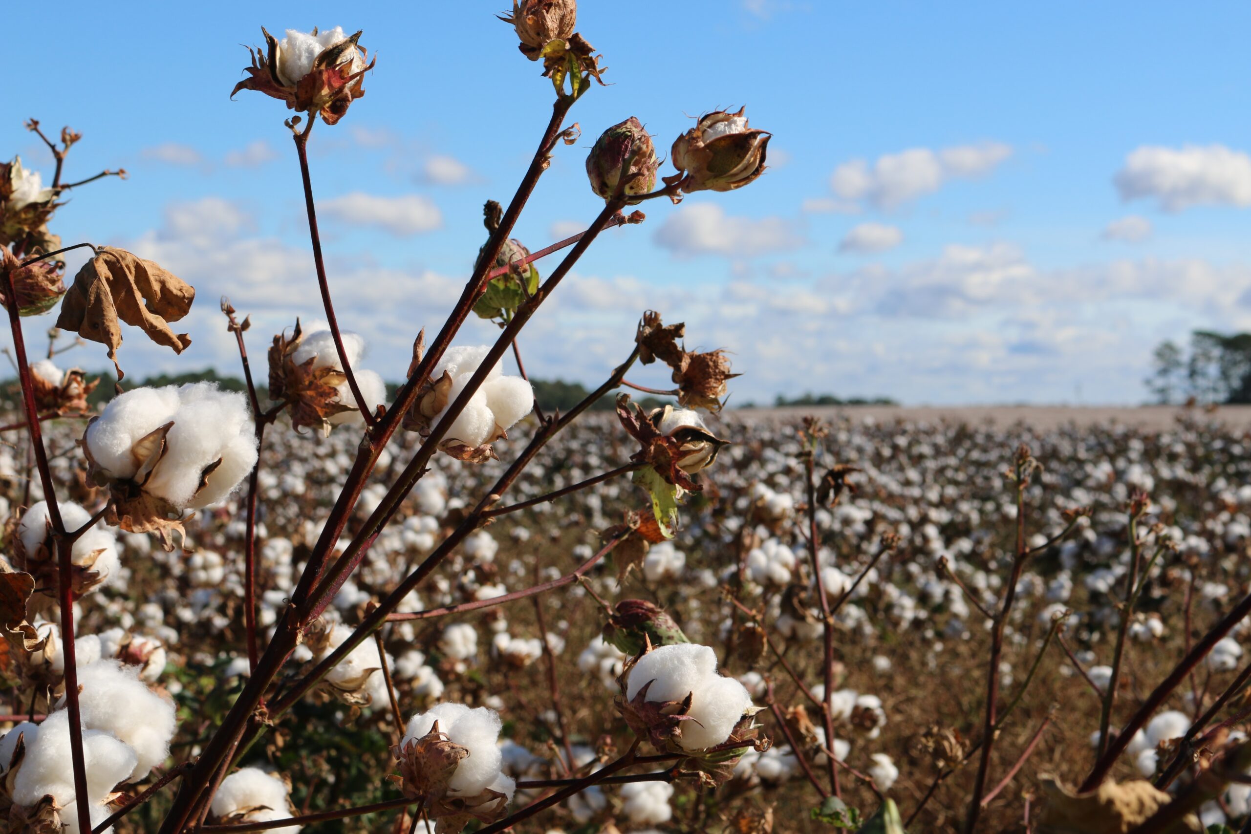 Federal Crop Insurance Federal Crop