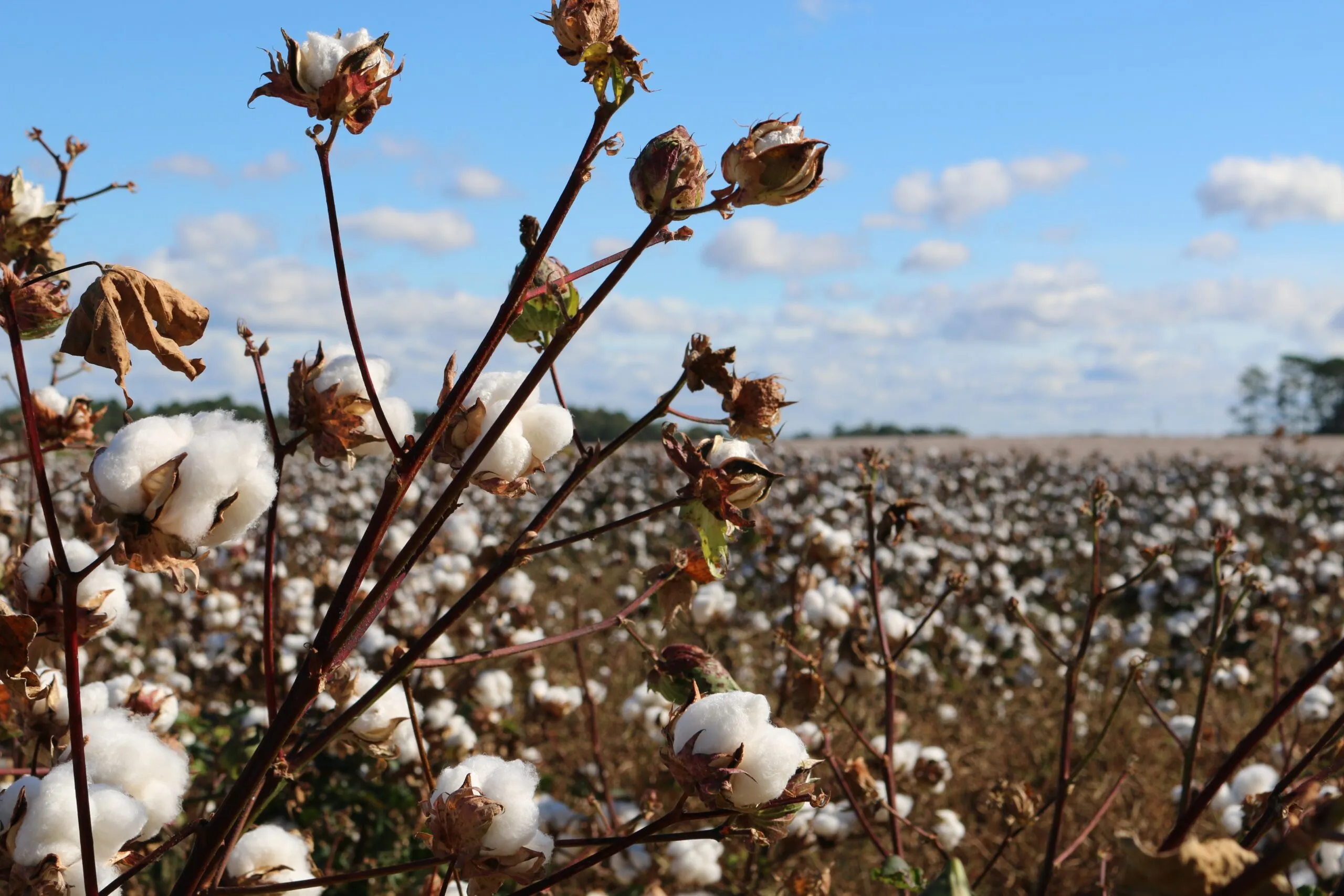 Trisha Downing Cotton Photo Federal Crop Insurance Federal Crop
